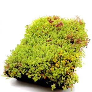 Sedum Modular Tray System